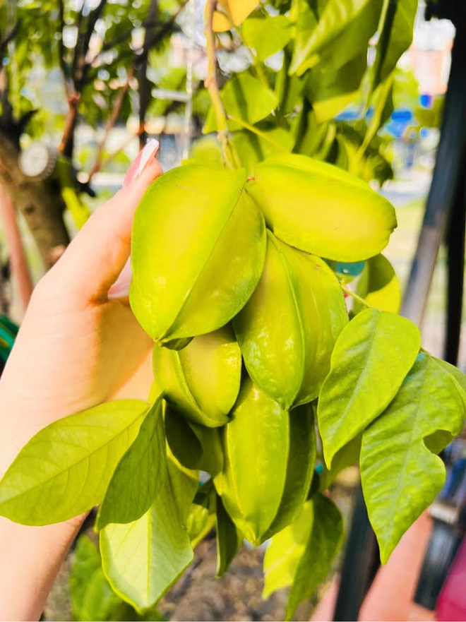Cơm nhà Nhật Kim Anh - Ảnh 17.