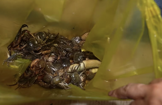 Qu&aacute;n canh b&uacute;n cua gia truyền ở phố cổ H&agrave; Nội, sợi b&uacute;n to gấp v&agrave;i lần b&igrave;nh thường, d&ugrave;ng 5 kg cua đồng cho nồi nước d&ugrave;ng - Ảnh 12.
