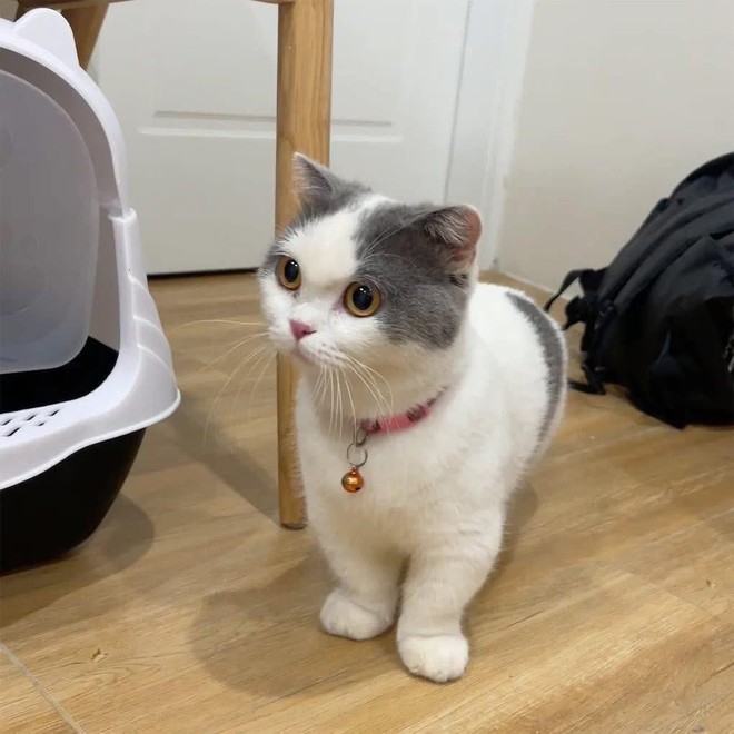 X&ocirc;n xao vụ t&igrave;m thấy m&egrave;o cưng ở l&ograve; mổ, c&ocirc; g&aacute;i kh&oacute;c nghẹn khi chủ qu&aacute;n khăng khăng: "Kh&ocirc;ng chuộc 6 triệu, anh livestream l&agrave;m thịt cho em xem!"- Ảnh 3.