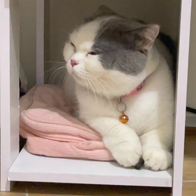 X&ocirc;n xao vụ t&igrave;m thấy m&egrave;o cưng ở l&ograve; mổ, c&ocirc; g&aacute;i kh&oacute;c nghẹn khi chủ qu&aacute;n khăng khăng: "Kh&ocirc;ng chuộc 6 triệu, anh livestream l&agrave;m thịt cho em xem!"- Ảnh 1.