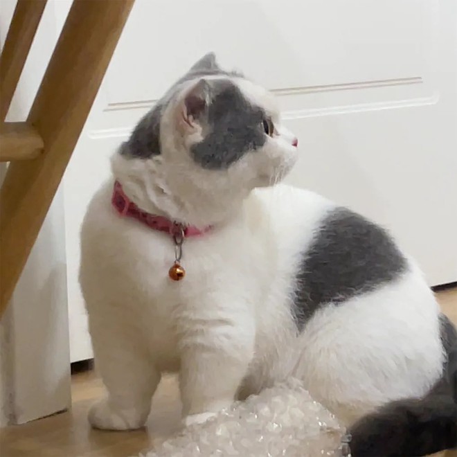 X&ocirc;n xao vụ t&igrave;m thấy m&egrave;o cưng ở l&ograve; mổ, c&ocirc; g&aacute;i kh&oacute;c nghẹn khi chủ qu&aacute;n khăng khăng: "Kh&ocirc;ng chuộc 6 triệu, anh livestream l&agrave;m thịt cho em xem!"- Ảnh 2.