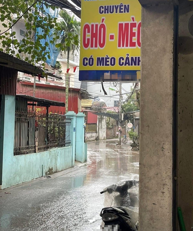 X&ocirc;n xao vụ t&igrave;m thấy m&egrave;o cưng ở l&ograve; mổ, c&ocirc; g&aacute;i kh&oacute;c nghẹn khi chủ qu&aacute;n khăng khăng: "Kh&ocirc;ng chuộc 6 triệu, anh livestream l&agrave;m thịt cho em xem!"- Ảnh 8.