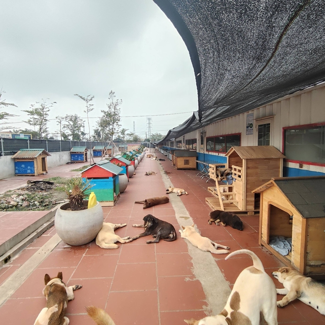 Ch&oacute; m&egrave;o bị chủ vứt bỏ gần Tết, gặp nạn v&agrave; bị bạo h&agrave;nh tăng đột biến: C&aacute;c trạm "cầu cứu"- Ảnh 3.