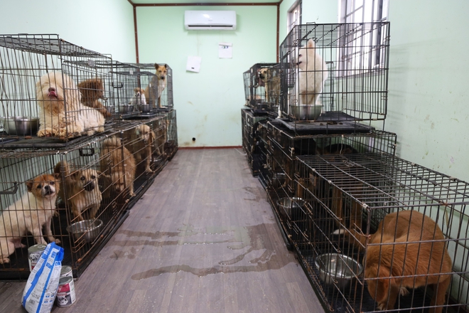 Ch&oacute; m&egrave;o bị chủ vứt bỏ gần Tết, gặp nạn v&agrave; bị bạo h&agrave;nh tăng đột biến: C&aacute;c trạm "cầu cứu"- Ảnh 4.