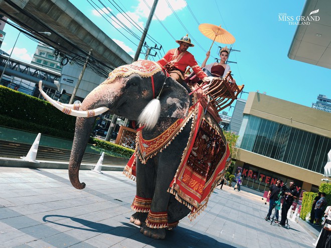 Dàn Hoa hậu tràn ra đường gây sốc: Hết cưỡi voi đến giả ăn mày, có người lố đến mức chui vào quan tài- Ảnh 5. Dàn Hoa hậu tràn ra đường gây sốc: Hết cưỡi voi đến giả ăn mày, có người lố đến mức chui vào quan tài- Ảnh 5.