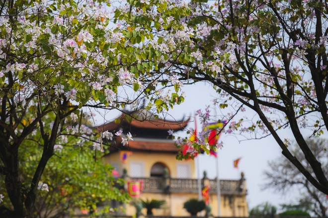 Ăn chơi cho hết tháng Giêng, mùa săn hoa đã đến khiến cả Hà Nội đứng ngồi không yên- Ảnh 1. Ăn chơi cho hết tháng Giêng, mùa săn hoa đã đến khiến cả Hà Nội đứng ngồi không yên- Ảnh 1.
