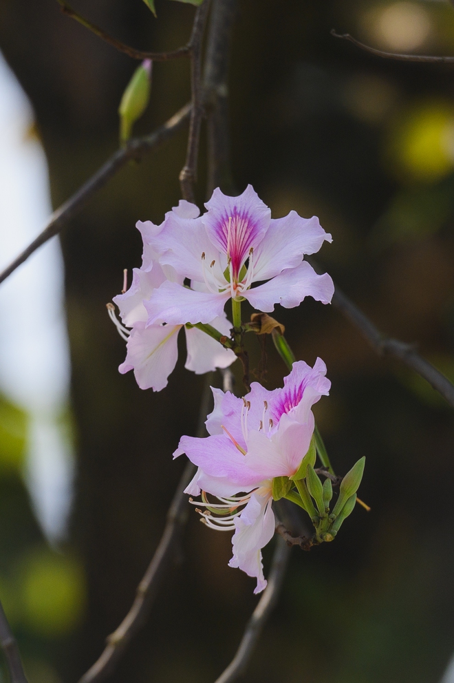 Ăn chơi cho hết tháng Giêng, mùa săn hoa đã đến khiến cả Hà Nội đứng ngồi không yên- Ảnh 10. Ăn chơi cho hết tháng Giêng, mùa săn hoa đã đến khiến cả Hà Nội đứng ngồi không yên- Ảnh 10.