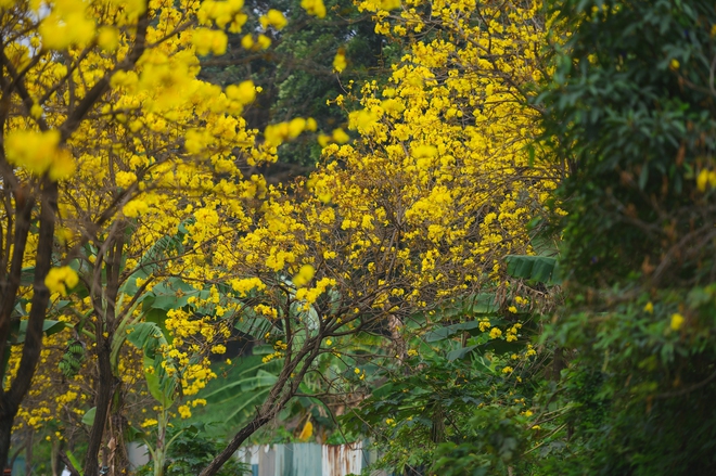 Ăn chơi cho hết tháng Giêng, mùa săn hoa đã đến khiến cả Hà Nội đứng ngồi không yên- Ảnh 13. Ăn chơi cho hết tháng Giêng, mùa săn hoa đã đến khiến cả Hà Nội đứng ngồi không yên- Ảnh 13.