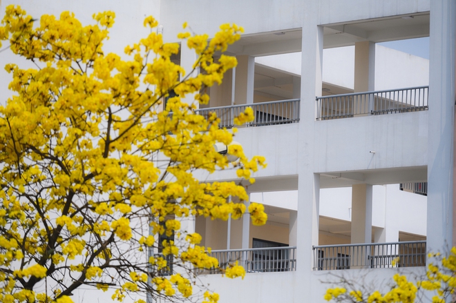 Ăn chơi cho hết tháng Giêng, mùa săn hoa đã đến khiến cả Hà Nội đứng ngồi không yên- Ảnh 14. Ăn chơi cho hết tháng Giêng, mùa săn hoa đã đến khiến cả Hà Nội đứng ngồi không yên- Ảnh 14.