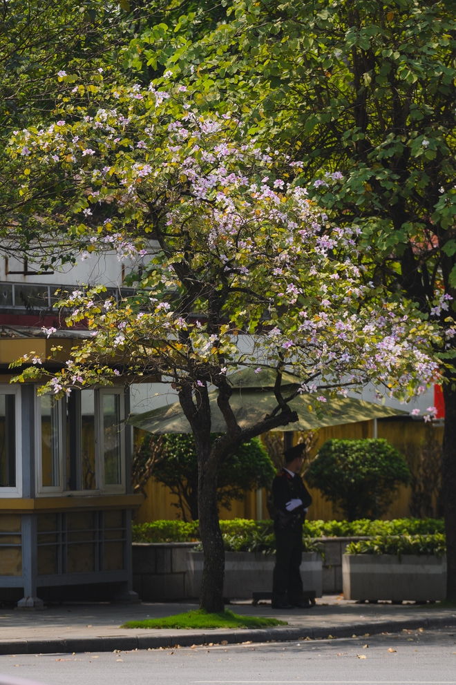 Ăn chơi cho hết tháng Giêng, mùa săn hoa đã đến khiến cả Hà Nội đứng ngồi không yên- Ảnh 9. Ăn chơi cho hết tháng Giêng, mùa săn hoa đã đến khiến cả Hà Nội đứng ngồi không yên- Ảnh 9.