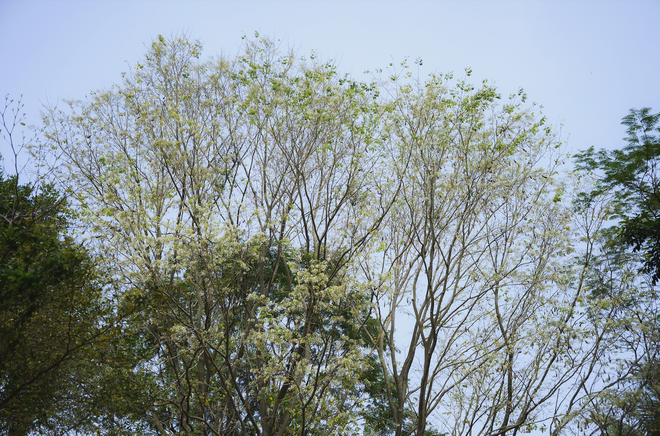 Ăn chơi cho hết tháng Giêng, mùa săn hoa đã đến khiến cả Hà Nội đứng ngồi không yên- Ảnh 2. Ăn chơi cho hết tháng Giêng, mùa săn hoa đã đến khiến cả Hà Nội đứng ngồi không yên- Ảnh 2.