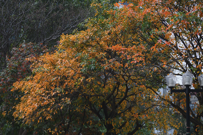 Ăn chơi cho hết tháng Giêng, mùa săn hoa đã đến khiến cả Hà Nội đứng ngồi không yên- Ảnh 24. Ăn chơi cho hết tháng Giêng, mùa săn hoa đã đến khiến cả Hà Nội đứng ngồi không yên- Ảnh 24.