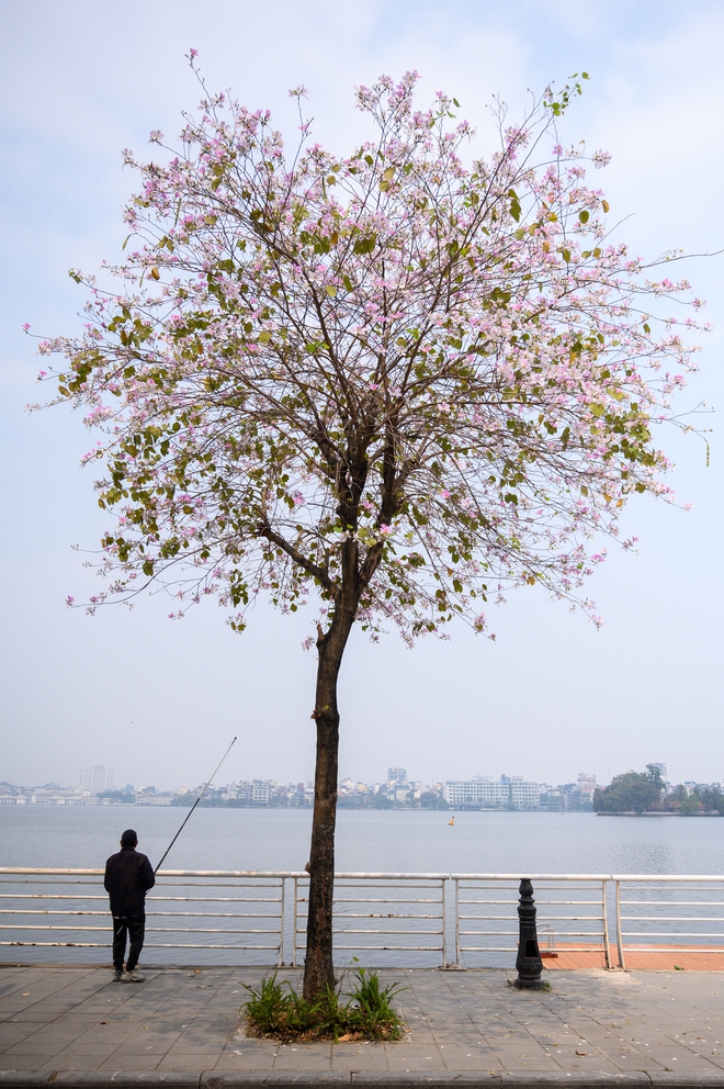 Cả H&agrave; Nội ph&aacute;t sốt v&igrave; những c&acirc;y hoa n&agrave;y: Chỗ đẹp như ng&ocirc;n t&igrave;nh, nơi đ&atilde; x&aacute;c xơ - đi nhầm ph&iacute; c&ocirc;ng v&ocirc; &iacute;ch!- Ảnh 12.