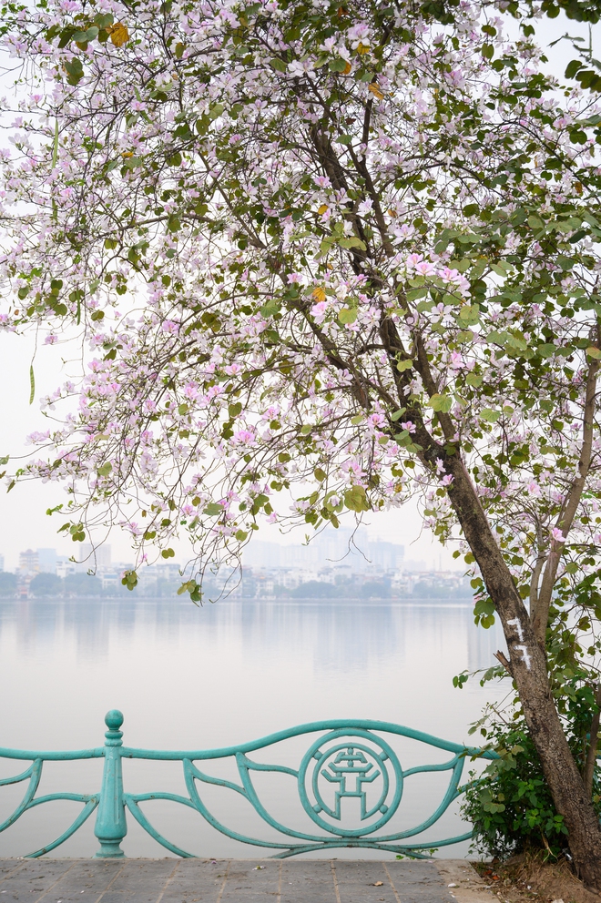 Cả H&agrave; Nội ph&aacute;t sốt v&igrave; những c&acirc;y hoa n&agrave;y: Chỗ đẹp như ng&ocirc;n t&igrave;nh, nơi đ&atilde; x&aacute;c xơ - đi nhầm ph&iacute; c&ocirc;ng v&ocirc; &iacute;ch!- Ảnh 14.