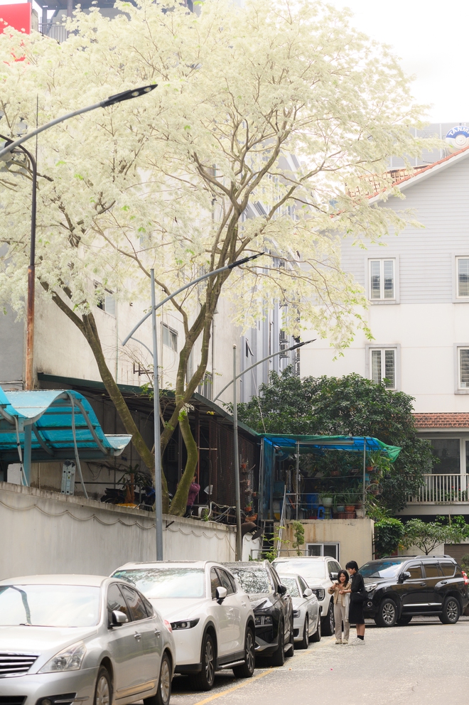 Cả H&agrave; Nội ph&aacute;t sốt v&igrave; những c&acirc;y hoa n&agrave;y: Chỗ đẹp như ng&ocirc;n t&igrave;nh, nơi đ&atilde; x&aacute;c xơ - đi nhầm ph&iacute; c&ocirc;ng v&ocirc; &iacute;ch!- Ảnh 4.