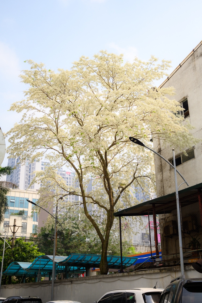 Cả H&agrave; Nội ph&aacute;t sốt v&igrave; những c&acirc;y hoa n&agrave;y: Chỗ đẹp như ng&ocirc;n t&igrave;nh, nơi đ&atilde; x&aacute;c xơ - đi nhầm ph&iacute; c&ocirc;ng v&ocirc; &iacute;ch!- Ảnh 5.