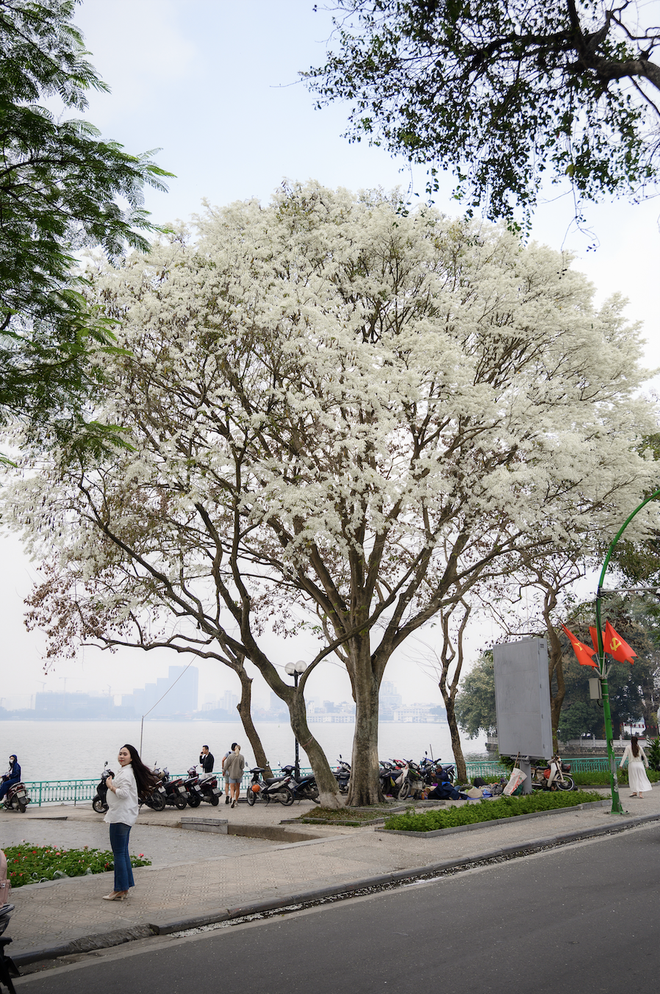 Cả H&agrave; Nội ph&aacute;t sốt v&igrave; những c&acirc;y hoa n&agrave;y: Chỗ đẹp như ng&ocirc;n t&igrave;nh, nơi đ&atilde; x&aacute;c xơ - đi nhầm ph&iacute; c&ocirc;ng v&ocirc; &iacute;ch!- Ảnh 9.