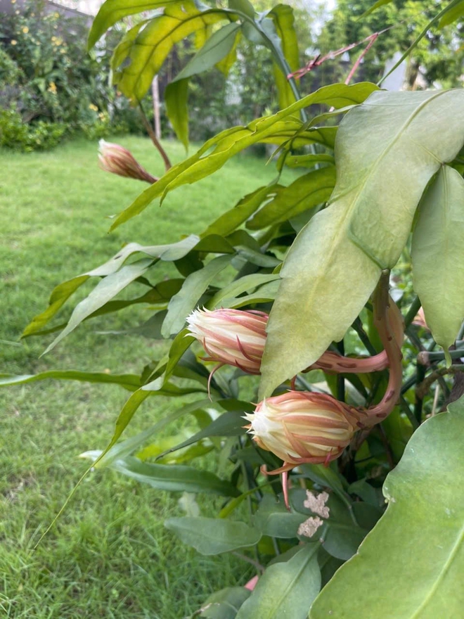 Cơ ngơi như nghỉ dưỡng tại gia của con g&aacute;i nh&agrave; ngoại giao Đặng Nghi&ecirc;m Ho&agrave;nh, đang l&agrave;m sếp ở VTV - Ảnh 9.