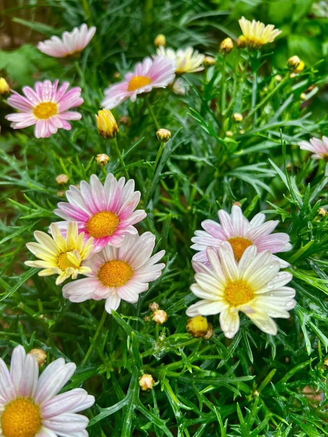 Cơ ngơi như nghỉ dưỡng tại gia của con g&aacute;i nh&agrave; ngoại giao Đặng Nghi&ecirc;m Ho&agrave;nh, đang l&agrave;m sếp ở VTV - Ảnh 12.