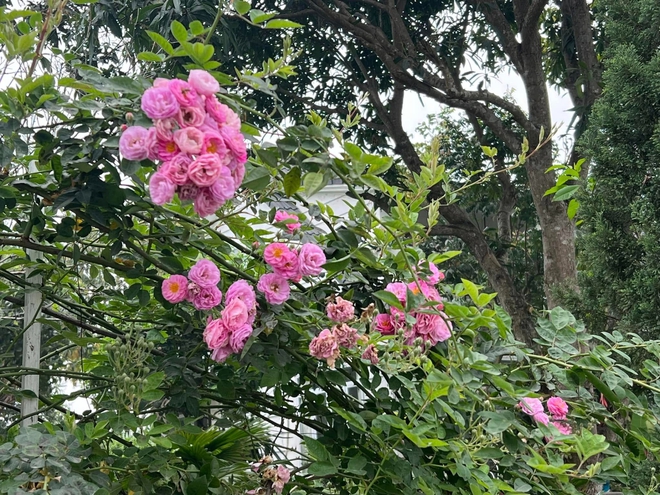 Cơ ngơi như nghỉ dưỡng tại gia của con g&aacute;i nh&agrave; ngoại giao Đặng Nghi&ecirc;m Ho&agrave;nh, đang l&agrave;m sếp ở VTV - Ảnh 16.