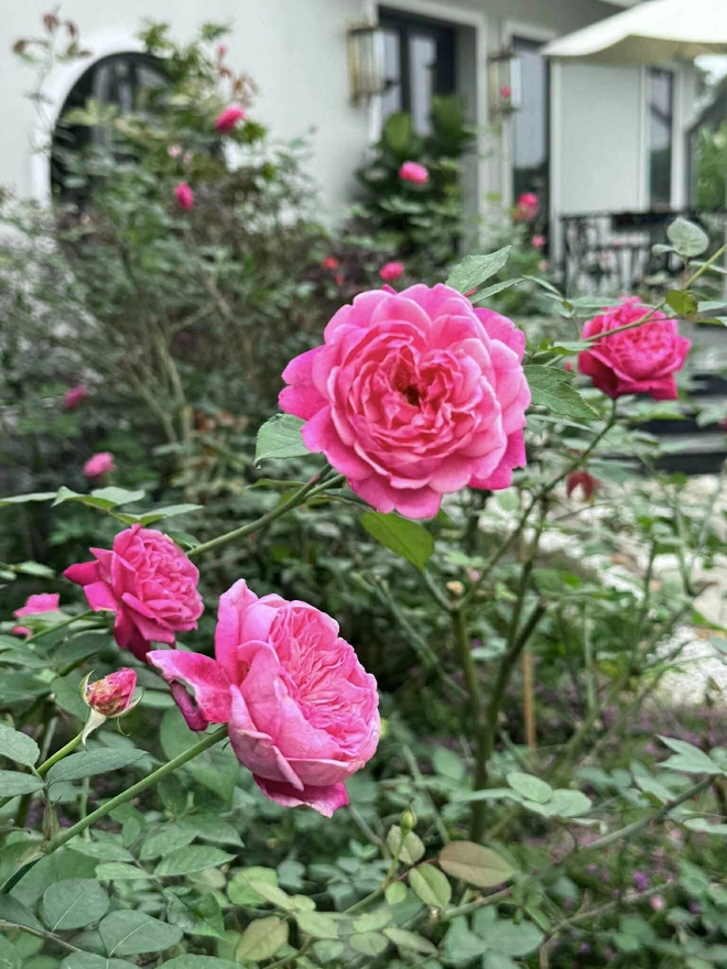 Cơ ngơi như nghỉ dưỡng tại gia của con g&aacute;i nh&agrave; ngoại giao Đặng Nghi&ecirc;m Ho&agrave;nh, đang l&agrave;m sếp ở VTV - Ảnh 14.