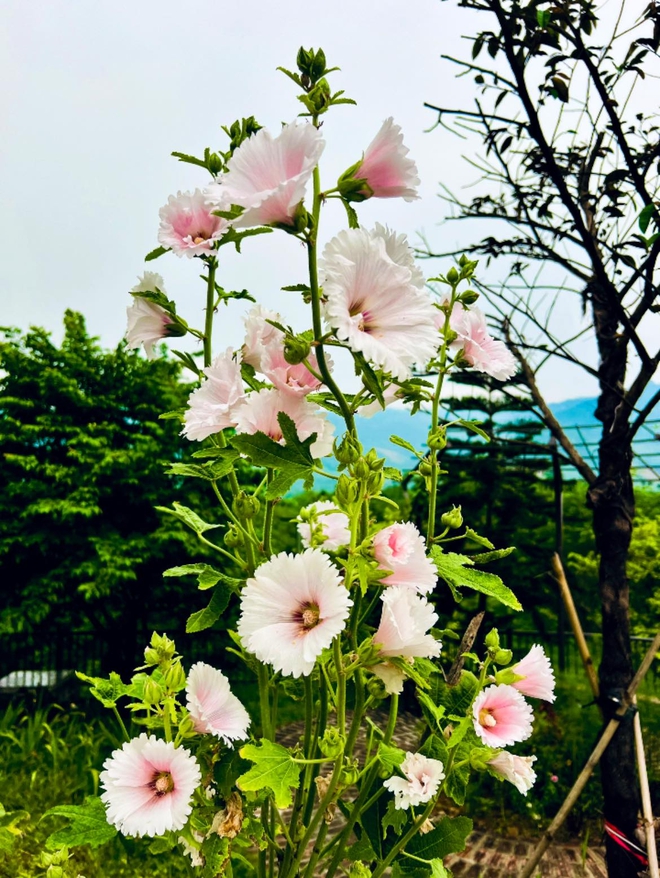 Cơ ngơi như nghỉ dưỡng tại gia của con g&aacute;i nh&agrave; ngoại giao Đặng Nghi&ecirc;m Ho&agrave;nh, đang l&agrave;m sếp ở VTV - Ảnh 8.