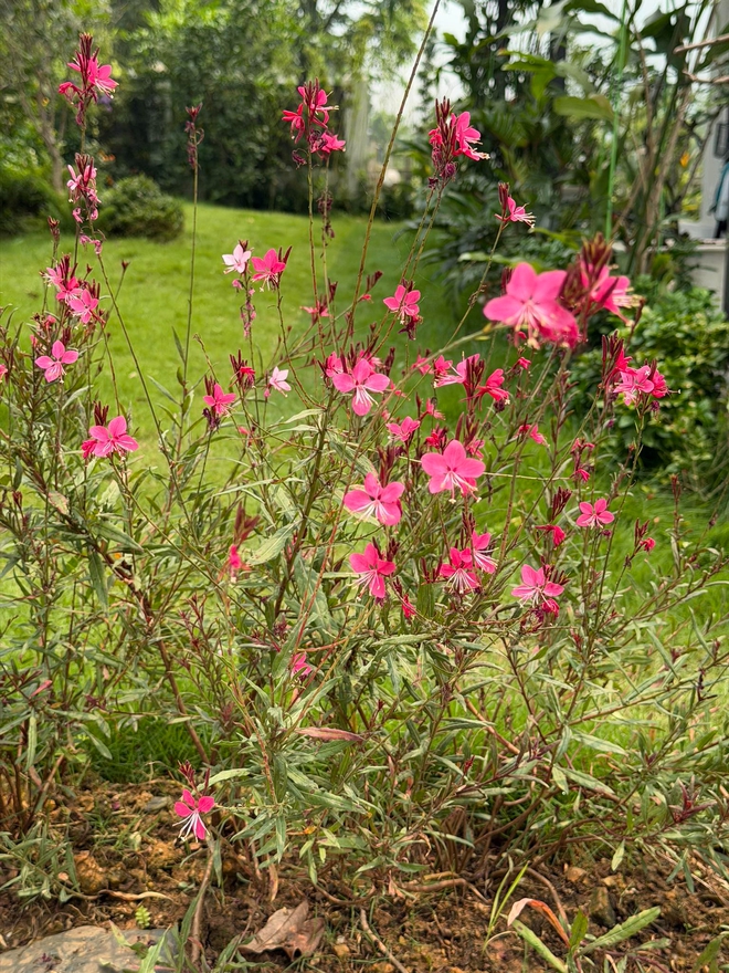 Cơ ngơi như nghỉ dưỡng tại gia của con g&aacute;i nh&agrave; ngoại giao Đặng Nghi&ecirc;m Ho&agrave;nh, đang l&agrave;m sếp ở VTV - Ảnh 10.