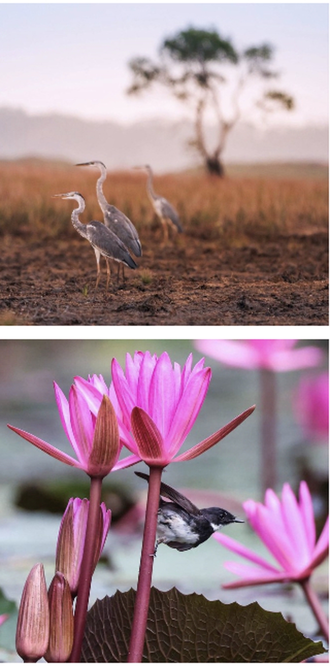 Hiện tượng lạ: H&agrave;ng ng&agrave;n chim hoang d&atilde; &ugrave;n &ugrave;n k&eacute;o về, che k&iacute;n bầu trời Vườn Quốc gia sau 20 năm - Ảnh 9.