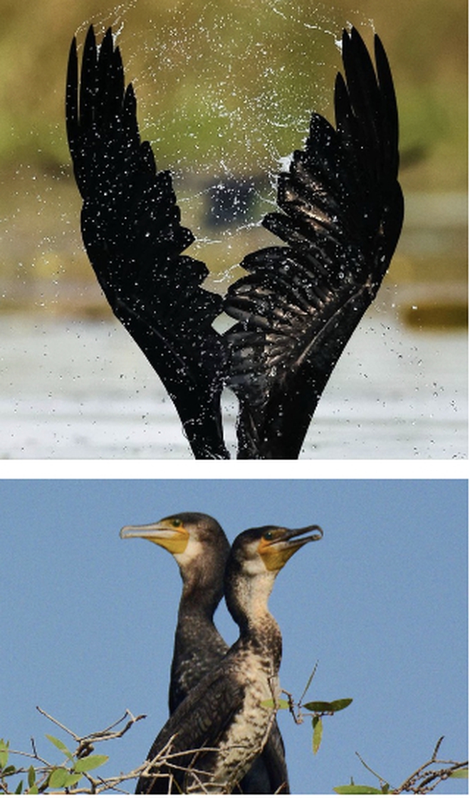 Hiện tượng lạ: H&agrave;ng ng&agrave;n chim hoang d&atilde; &ugrave;n &ugrave;n k&eacute;o về, che k&iacute;n bầu trời Vườn Quốc gia sau 20 năm - Ảnh 10.