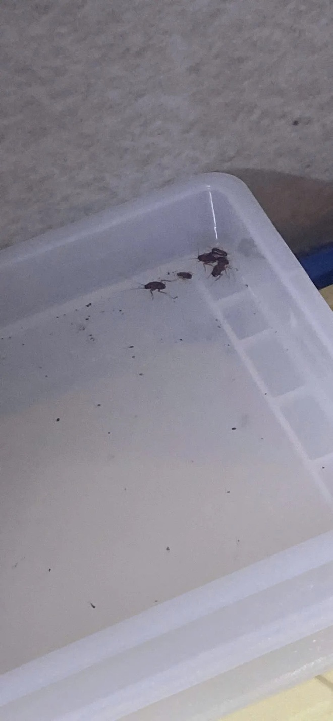 X&ocirc;n xao h&igrave;nh ảnh nghi vấn bếp bẩn tại tiệm b&aacute;nh nổi tiếng H&agrave; Nội, đại diện qu&aacute;n ch&iacute;nh thức l&ecirc;n tiếng - Ảnh 4.