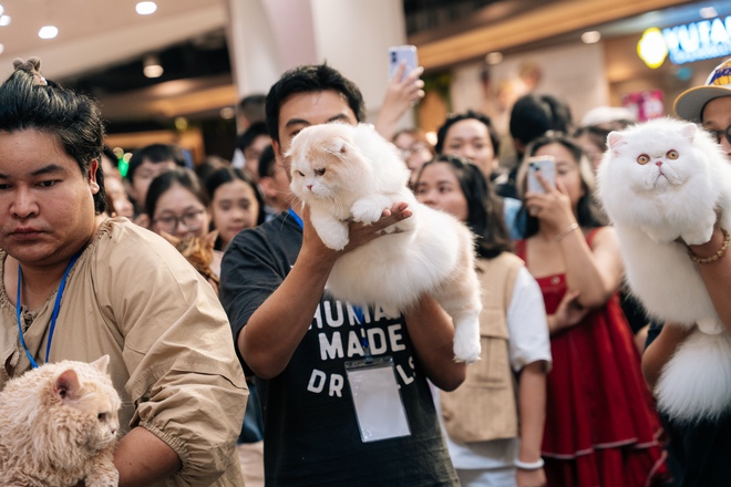 Cupido - &ldquo;idol t&oacute;p t&oacute;p&rdquo; đăng quang "Hoa hậu" cuộc thi m&egrave;o đẹp: Gi&aacute; v&agrave;i trăm triệu, ăn thịt b&ograve; h&agrave;ng ng&agrave;y- Ảnh 2.