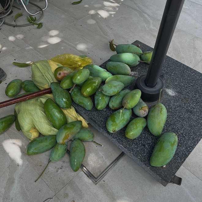 Thứ tr&aacute;i c&acirc;y rẻ b&egrave;o được giới nh&agrave; gi&agrave;u m&ecirc; nhất hiện tại: Tăng Thanh H&agrave;, Mỹ T&acirc;m, Do&atilde;n Hải My trồng k&iacute;n biệt thự- Ảnh 3.