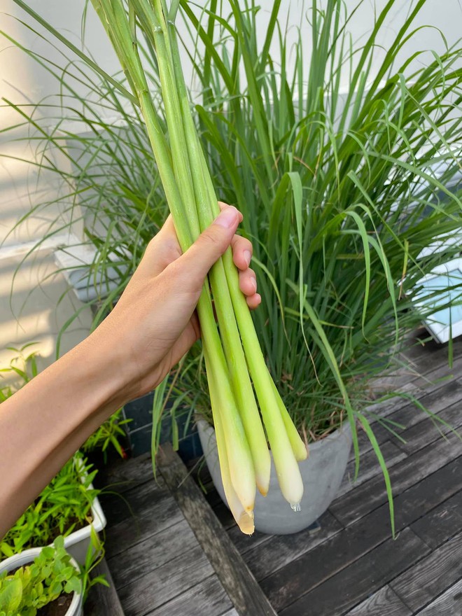 T&igrave;nh y&ecirc;u của Tăng Thanh H&agrave;- Ảnh 10.