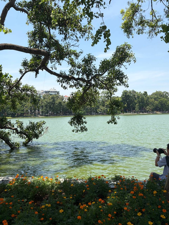 &ldquo;Quyết kh&ocirc;ng để c&aacute;c n&agrave;ng thơ nh&agrave;m ch&aacute;n&rdquo;: Hồ Gươm lại thay thảm hoa mới, H&agrave; Nội dạo n&agrave;y thơ thế nhỉ! - Ảnh 1.
