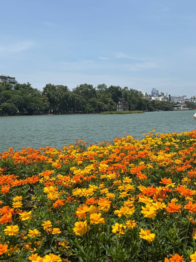 &ldquo;Quyết kh&ocirc;ng để c&aacute;c n&agrave;ng thơ nh&agrave;m ch&aacute;n&rdquo;: Hồ Gươm lại thay thảm hoa mới, H&agrave; Nội dạo n&agrave;y thơ thế nhỉ! - Ảnh 6.
