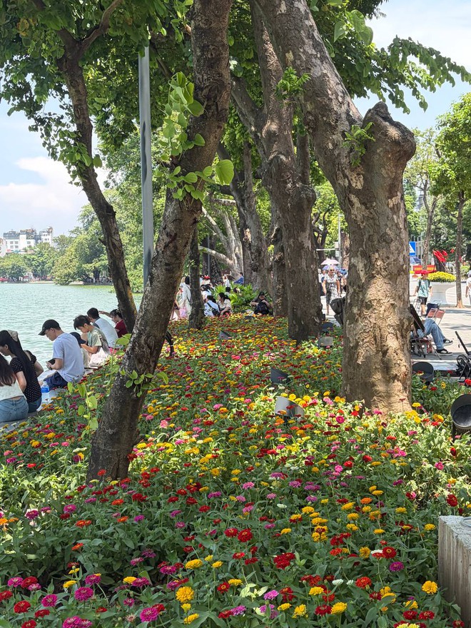 &ldquo;Quyết kh&ocirc;ng để c&aacute;c n&agrave;ng thơ nh&agrave;m ch&aacute;n&rdquo;: Hồ Gươm lại thay thảm hoa mới, H&agrave; Nội dạo n&agrave;y thơ thế nhỉ! - Ảnh 5.