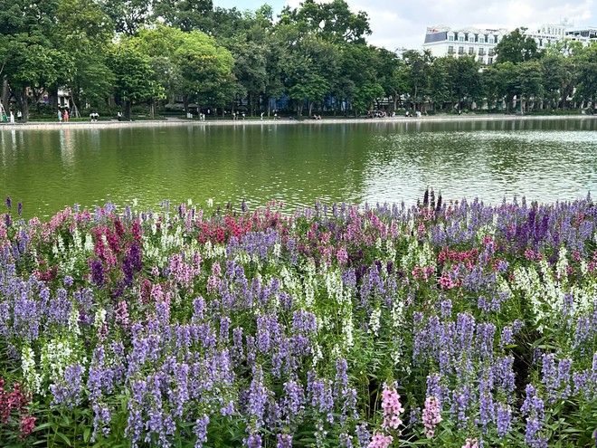 &ldquo;Quyết kh&ocirc;ng để c&aacute;c n&agrave;ng thơ nh&agrave;m ch&aacute;n&rdquo;: Hồ Gươm lại thay thảm hoa mới, H&agrave; Nội dạo n&agrave;y thơ thế nhỉ! - Ảnh 17.