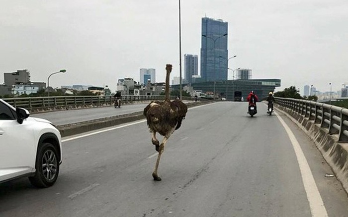 Thì ra đây là lý do 'Soái điểu" dạo chơi Hà Nội làm chao đảo cư dân mạng