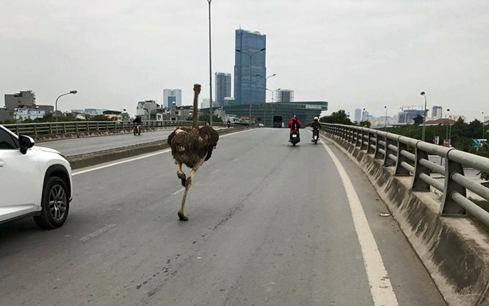 Soái ca đà điểu: Mình thích thì mình chạy 70km xuống Hà Nội chơi thôi