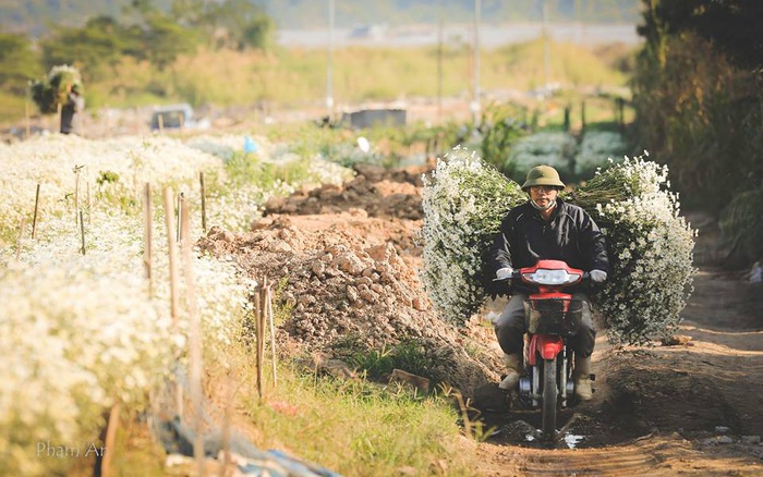 Photos of the day: Lại sắp tàn rồi một mùa cúc họa mi