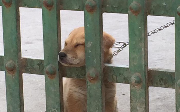Chú chó con đáng yêu nhất định phải kiếm được chỗ dựa mới ngủ