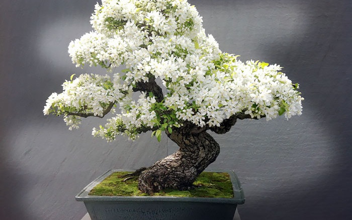 Bộ sưu tập những kiệt tác bonsai đẹp nhất thế giới