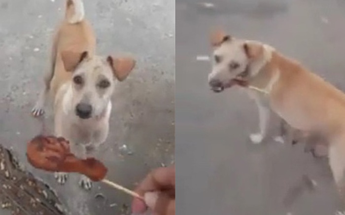 Clip chó mẹ đi xin thức ăn để nuôi con khiến triệu người rớt nước mắt