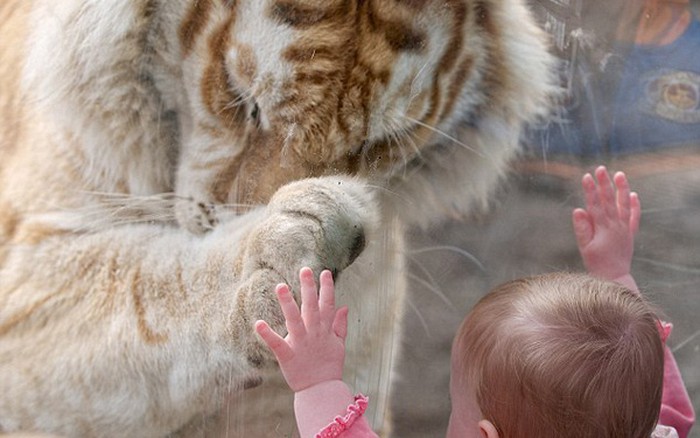 Câu chuyện đáng suy ngẫm đằng sau bức ảnh nổi tiếng “Em bé xoa mặt hổ”