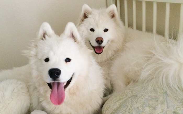 20 lý do chứng minh Samoyed sẽ trở thành chú chó của năm 2016