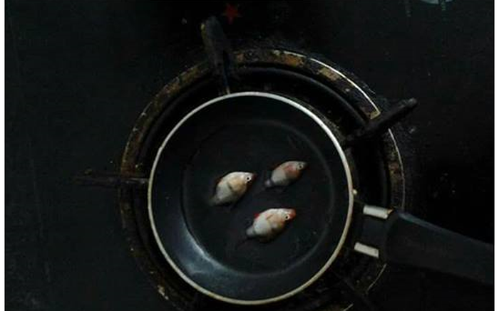 Chồng đi chơi gọi không về, vợ ở nhà rán cá cảnh chơi