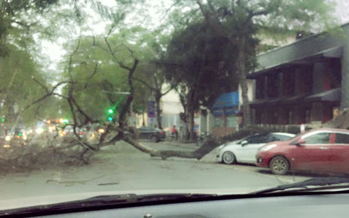Hà Nội: Cây cổ thụ đổ đè bẹp ô tô trên phố Lý Thường Kiệt