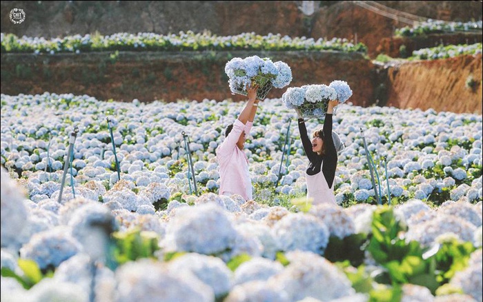 Bộ ảnh cưới khiến cư dân mạng nhìn là muốn "thoát ế" ngay lập tức