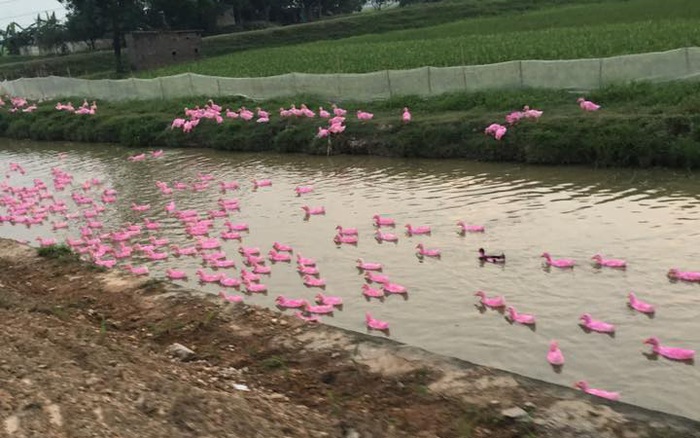 Nhìn kĩ lại đi không phải chim hồng hạc đâu, chính xác chỉ là một đàn vịt thôi mà!