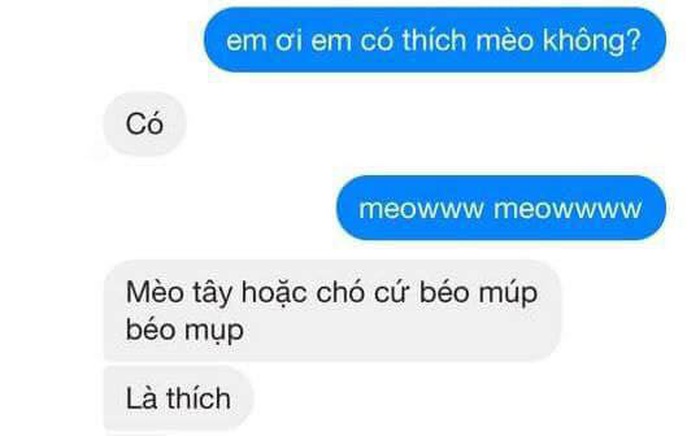 Xu hướng "thả thính" mới của giới trẻ: Bạn có thích mèo không?